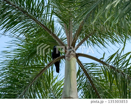 Black Bird on Palm Tree 135303853