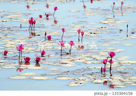 Beautiful pink water lilies blooming in a calm pond under bright sunlight. Serene landscape with floating green lily pads and blue water reflections. Natural pond ecosystem in summer. Beautiful pink water lilies blooming in a calm pond under bright sunlight. Serene landscape with floating green lily pads and blue water reflections. Natural pond ecosystem in summer. 135304156