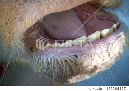 Detailed macro close up of an open cow mouth showing lower teeth, pink tongue, and coarse hair on muzzle. Professional view of bovine dental anatomy and animal mouth texture in bright sunlit day. Detailed macro close up of an open cow mouth showing lower teeth, pink tongue, and coarse hair on muzzle. Professional view of bovine dental anatomy and animal mouth texture in bright sunlit day. 135304157