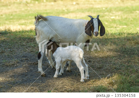 Mother goat nursing her young kid in a sunny grassy field. Boer goat breed on a farm. Concept of maternal care and animal husbandry in a rural agricultural countryside. Quality outdoor photography. 135304158