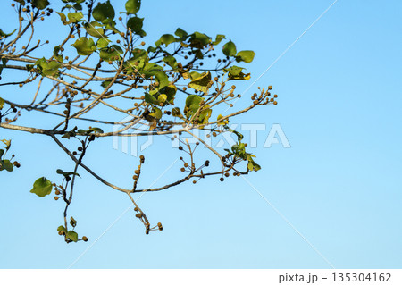 Tree branches with small round seeds and green leaves reaching into a clear blue sky. Natural background with ample copy space. Minimalist nature photography capturing bright sunlight on foliage. Tree branches with small round seeds and green leaves reaching into a clear blue sky. Natural background with ample copy space. Minimalist nature photography capturing bright sunlight on foliage. 135304162