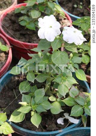Impatiens walleriana flower plant on pot 135304169