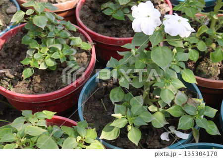 Impatiens walleriana flower plant on pot Impatiens walleriana flower plant on pot 135304170