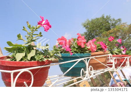 Petunia axillaris flower plant on pot 135304171