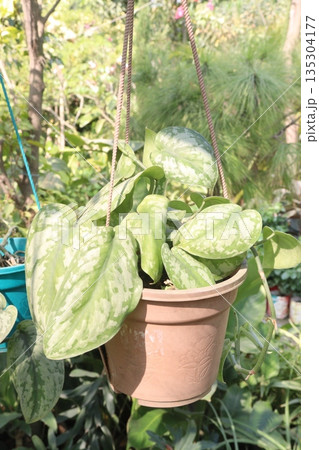 Satin pothos leaf plant on farm 135304177