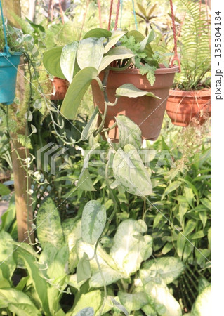 Satin pothos leaf plant on farm Satin pothos leaf plant on farm 135304184