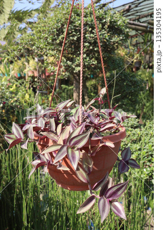 tradescantia zebrina burgundy tree on hanging pot in nursery 135304195