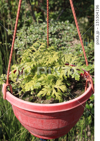Selaginella is a medicinal plant in the wild 135304196
