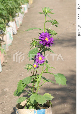 callistephus chinensis flower plant on bag 135304197