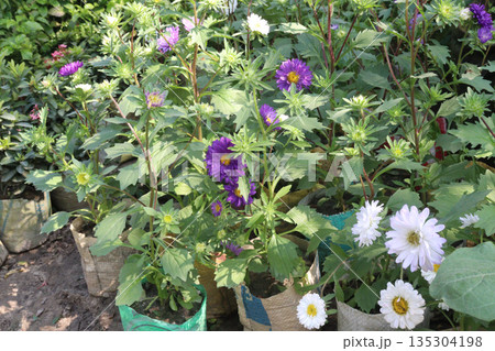 callistephus chinensis flower plant on bag 135304198