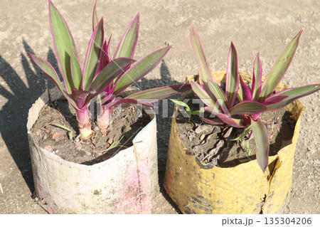 Tradescantia spathacea plant on bag in nursery Tradescantia spathacea plant on bag in nursery 135304206