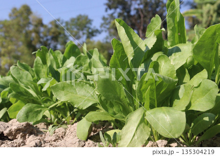 Palak Spinach plant in the field Palak Spinach plant in the field 135304219