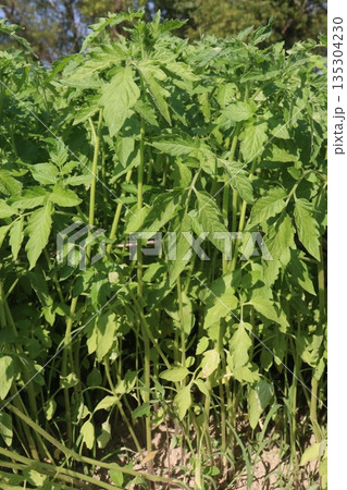 tomato seedling on farm for sell tomato seedling on farm for sell 135304230