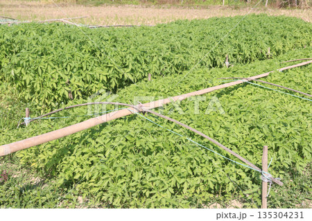 tomato seedling on farm for sell tomato seedling on farm for sell 135304231