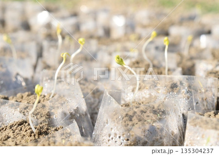 tomato seedling on farm for sell tomato seedling on farm for sell 135304237