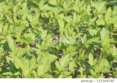 tomato seedling on farm for sell 135304240