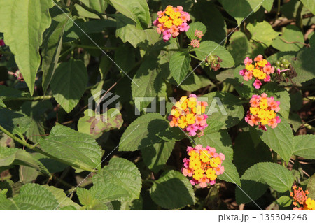 Lantana camara flower on tree Lantana camara flower on tree 135304248