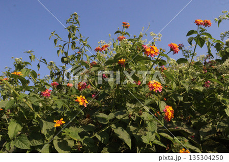 Lantana camara flower on tree Lantana camara flower on tree 135304250