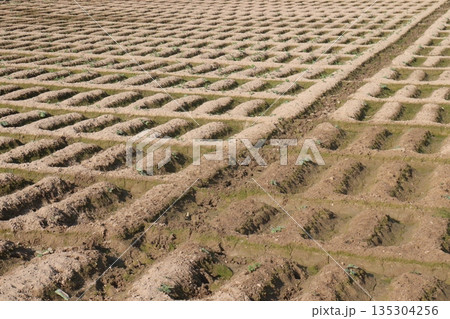 Agricultural land field with drains and rows 135304256