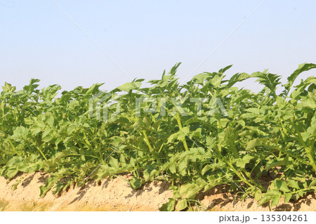 Potato plant on farm for harvest Potato plant on farm for harvest 135304261