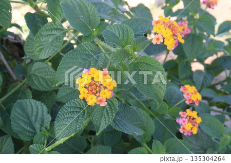 Lantana camara flower on tree Lantana camara flower on tree 135304264