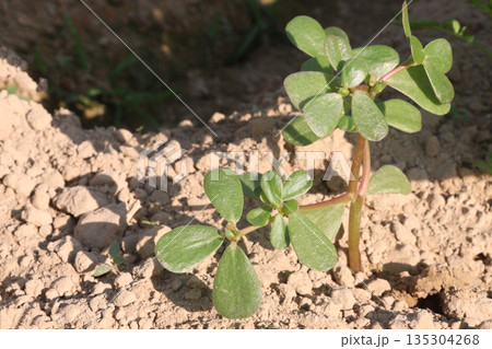 Moss rose purslane flower plant on nursery Moss rose purslane flower plant on nursery 135304268