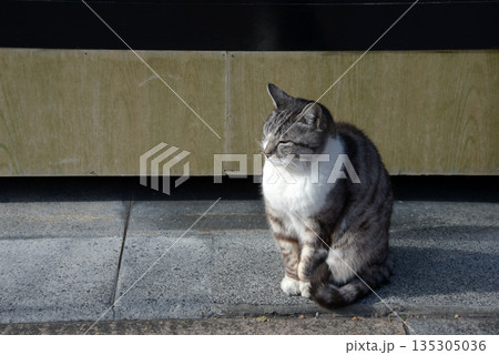 野良猫 野良猫 135305036
