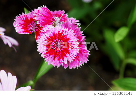 ナデシコ 135305143