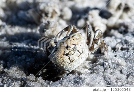 砂浜の穴から出るカニ 砂浜の穴から出るカニ 135305548