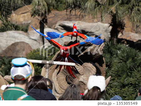 飛ぶインコ 飛ぶインコ 135305549