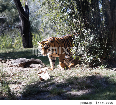 歩くとら 歩くとら 135305550