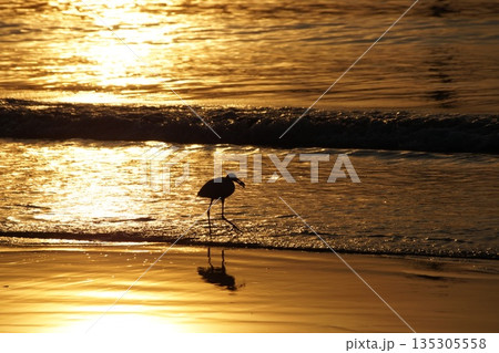 Heron and the golden sea.A single white bird, a heron, with a fish in its beak, walks along the seashore at dawn. Everything is illuminated by the golden light of dawn. Heron and the golden sea.A single white bird, a heron, with a fish in its beak, walks along the seashore at dawn. Everything is illuminated by the golden light of dawn. 135305558