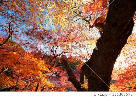 青空と光に包まれる秋の紅葉 135305575