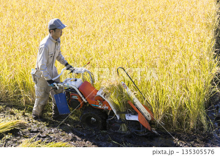 稲刈りイメージ 手押しの稲刈り機バインダーを使って稲を刈る男性 稲刈りイメージ 手押しの稲刈り機バインダーを使って稲を刈る男性 135305576