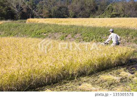 稲刈りイメージ　手押しの稲刈り機バインダーを使って稲を刈る男性 135305578