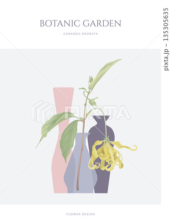 Cananga odorata flowers with leaves in vase 135305635