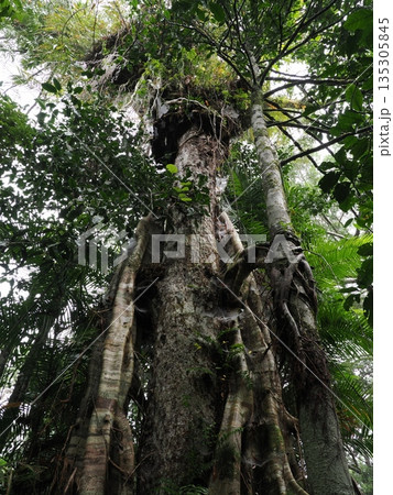 根元から見上げる巨木 ― キュランダ村の熱帯雨林 135305845