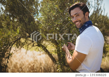 Man wearing white T-shirt picking green olives among trees in Mediterranean grove, copy space 135306020