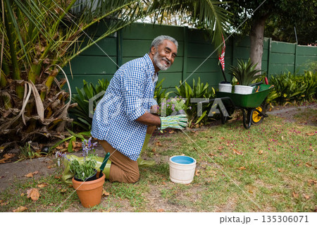 African American senior man kneeling in home garden planting flower with striped gardening gloves 135306071