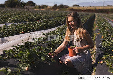 Girl kneeling between strawberry beds at farm picking ripe berries into orange pot, copy space Girl kneeling between strawberry beds at farm picking ripe berries into orange pot, copy space 135306220