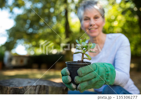 Senior woman wearing green gardening gloves extending black pot with succulent in sunny backyard Senior woman wearing green gardening gloves extending black pot with succulent in sunny backyard 135306277