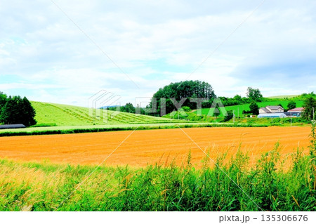 北海道紀行　　　うねる農場　　　8月の美瑛 135306676