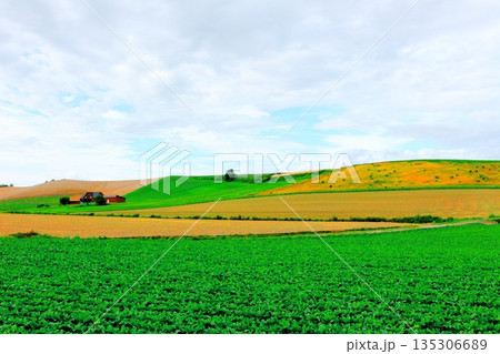 北海道紀行　　　うねる農場　　　8月の美瑛 135306689
