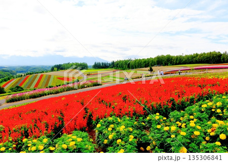 北海道紀行 8月の四季彩の丘 8月の美瑛 北海道紀行 8月の四季彩の丘 8月の美瑛 135306841