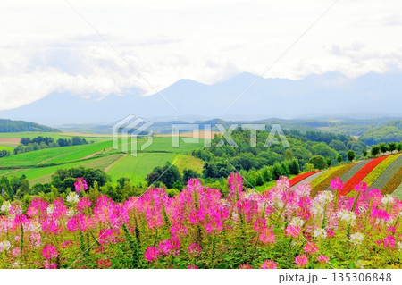 北海道紀行 8月の四季彩の丘 8月の美瑛 北海道紀行 8月の四季彩の丘 8月の美瑛 135306848