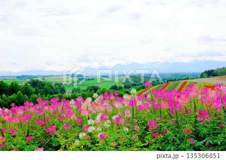 北海道紀行 8月の四季彩の丘 8月の美瑛 北海道紀行 8月の四季彩の丘 8月の美瑛 135306851
