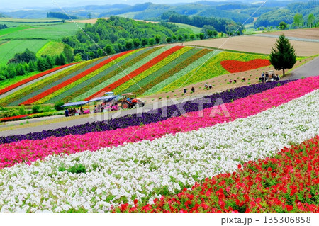 北海道紀行　　　8月の四季彩の丘　　　8月の美瑛 135306858