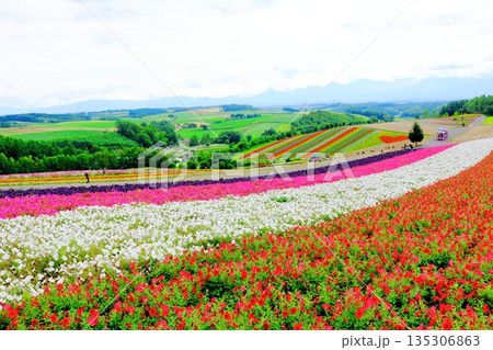 北海道紀行　　　8月の四季彩の丘　　　8月の美瑛 135306863