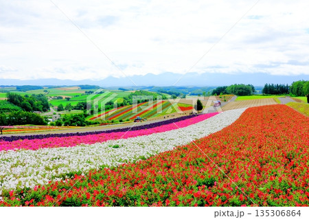 北海道紀行 8月の四季彩の丘 8月の美瑛 北海道紀行 8月の四季彩の丘 8月の美瑛 135306864