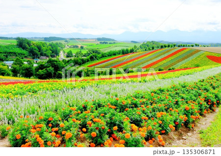 北海道紀行 8月の四季彩の丘 8月の美瑛 北海道紀行 8月の四季彩の丘 8月の美瑛 135306871